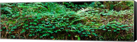 Framed Clover and Ferns on downed Redwood tree, Brown&#39;s Creek Trail, Jedediah Smith Redwoods State Park, California, USA Print