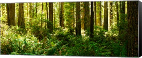 Framed Ferns and Redwood trees in a forest, Redwood National Park, California, USA Print