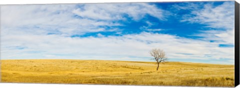 Framed Lone Hackberry tree in autumn plains, South Dakota Print