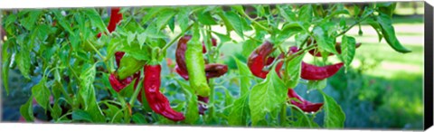 Framed Santa Fe Grande Hot Peppers on bush Print