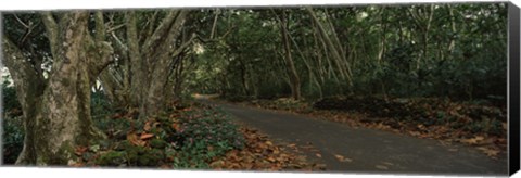 Framed Path passing through a forest, Maui, Hawaii, USA Print