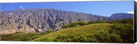 Framed Trees on a hill near Haleakala Crater, Maui, Hawaii, USA Print