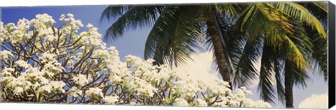 Framed Low angle view of trees, Hawaii, USA Print