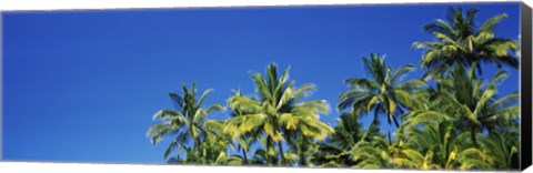 Framed Palm Trees, Maui, Hawaii (low angle view) Print