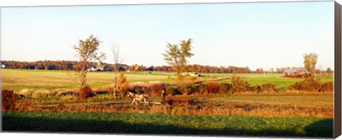 Framed Amish farmer plowing a field, USA Print