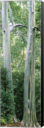 Framed Trees in a forest, Hawaii, USA Print