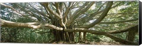 Framed Banyan Tree, Maui, Hawaii Print