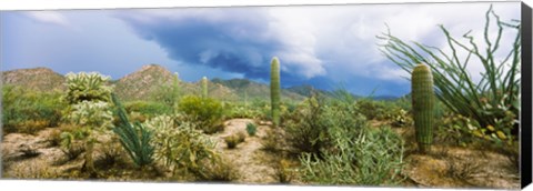 Framed Saguaro National Park, Tucson, Arizona Print