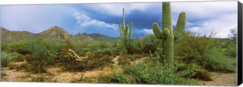 Framed Saguaro cactus (Carnegiea gigantea) in a desert, Saguaro National Park, Arizona Print