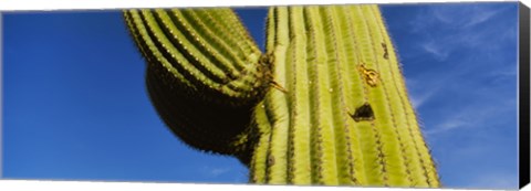 Framed Low angle view of Saguaro cactus (Carnegiea gigantea), Saguaro National Park, Arizona, USA Print