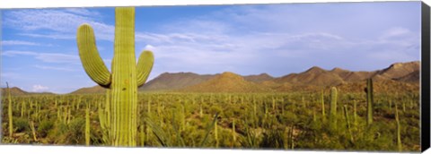 Framed Cactus Field, Saguaro National Park, Arizona Print