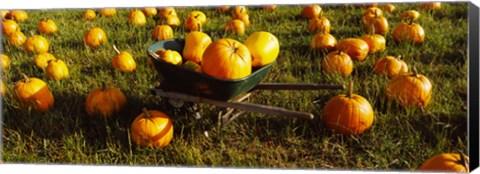 Framed Wheelbarrow in Pumpkin Patch, Half Moon Bay, California, USA Print