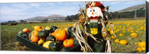 Framed Scarecrow in Pumpkin Patch, Half Moon Bay, California (horizontal) Print