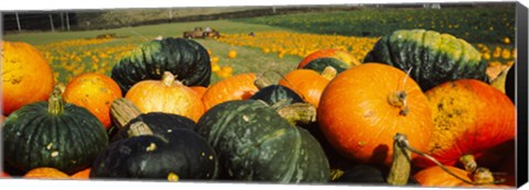 Framed Pumpkin Field, Half Moon Bay, California Print