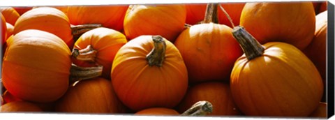 Framed Pumpkins, Half Moon Bay, California, USA Print