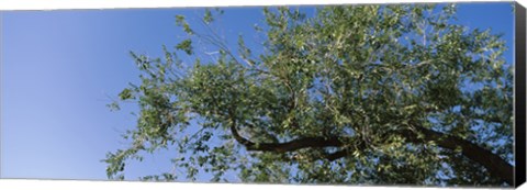 Framed Low angle view of a tree branch against blue sky, San Rafael Valley, Arizona, USA Print