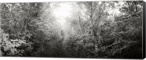 Framed Trail through the woods at Fort Tilden beach, Queens, New York City, New York State, USA Print