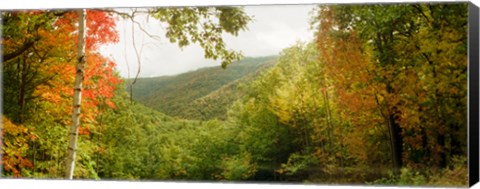 Framed Trees on mountain during autumn, Kaaterskill Falls area, Catskill Mountains, New York State Print