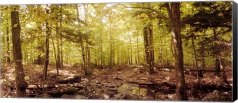 Framed Forest, Catskill Mountains, New York State, USA Print