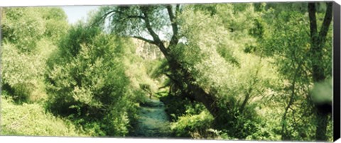 Framed Trail through the trees in a forest, Cappadocia, Central Anatolia Region, Turkey Print