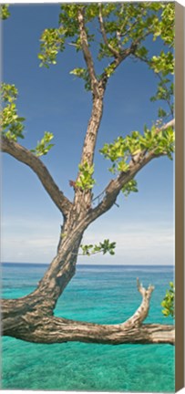 Framed Tree overhanging sea at Xtabi Hotel, Negril, Westmoreland, Jamaica Print