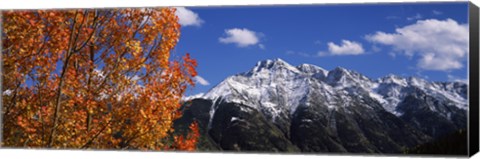 Framed Autumn Trees and snowcapped mountains, Colorado Print