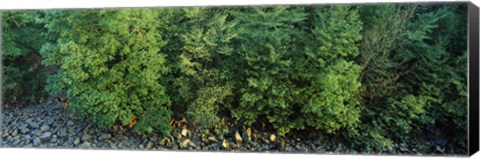 Framed High angle view of trees, High Force, River Tees, County Durham, England Print