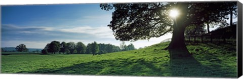 Framed Sun shining through tree in a park, Hovingham Park, Ryedale, North Yorkshire, England Print