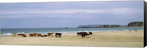 Framed Cows on the beach, White Rocks Bay, County Antrim, Northern Ireland Print