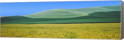 Framed Crops in fields, Palouse, Whitman County, Washington State Print