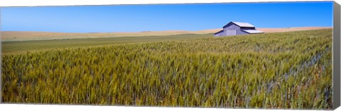 Framed Old barn in a field, Palouse County, Washington State, USA Print