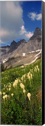 Framed Beargrass with Mountains, Glacier National Park, Montana Print