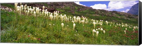 Framed Close Up of Beargrass, US Glacier National Park, Montana Print