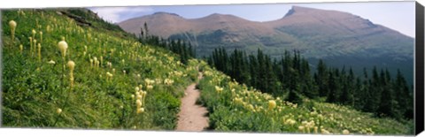 Framed Hiking trail with Beargrass (Xerophyllum tenax) at US Glacier National Park, Montana Print