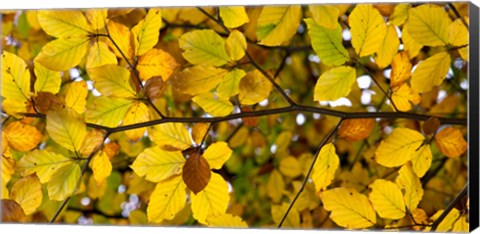 Framed Detail of autumn leaves, Baden-Wurttemberg, Germany Print