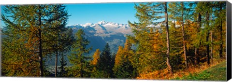 Framed Trees in autumn at Simplon Pass, Valais Canton, Switzerland (horizontal) Print
