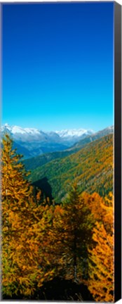 Framed Trees in autumn at Simplon Pass, Valais Canton, Switzerland (vertical) Print