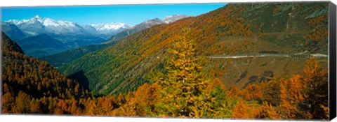 Framed Trees with road in autumn at Simplon Pass, Valais Canton, Switzerland Print