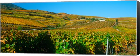 Framed Vineyards in Valais Canton, Switzerland Print