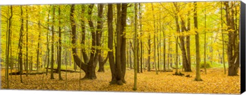 Framed Forest in autumn, Letchworth State Park, New York State, USA Print