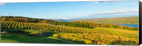 Framed Vineyard, Keuka Lake, Finger Lakes, New York State, USA Print