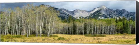 Framed Aspen trees with mountains in the background, Bow Valley Parkway, Banff National Park, Alberta, Canada Print