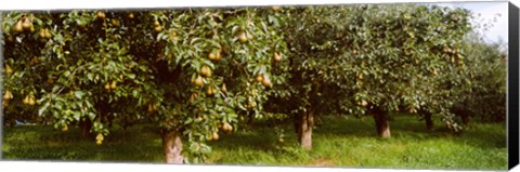Framed Pear trees in an orchard, Hood River, Oregon Print