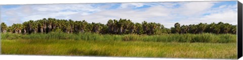 Framed Palm tree grove near Las Palmas Beach, Baja California Sur, Mexico Print