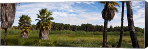 Framed Grove of Mexican fan palm trees near Las Palmas Beach, Todos Santos, Baja California Sur, Mexico Print