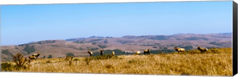 Framed Herd of Roosevelt elk (Cervus canadensis roosevelti) at Point Reyes National Seashore, Marin County, California, USA Print