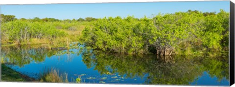 Framed Reflection of trees in a lake, Everglades National Park, Florida Print