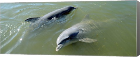 Framed Dolphins in the sea, Varadero, Matanzas Province, Cuba Print