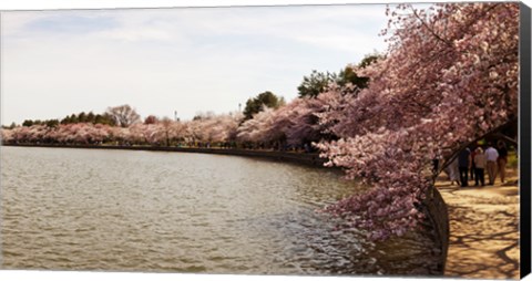 Framed Tidal Basin, Washington DC Print