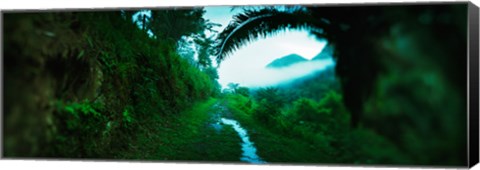 Framed Trail through a rainforest, Cayo District, Belize Print